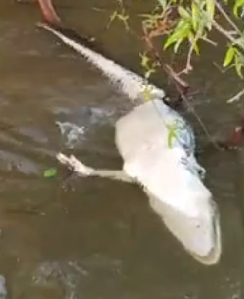 Foi o que aconteceu no rio Javaés, no oeste do Tocantins, quando um jacaré foi filmado sendo devorado de dentro para fora por um cardume de piranhas. O vídeo foi postado pelo contador Kadson Luz., que fazia pesca esportiva e flagrou o momento.