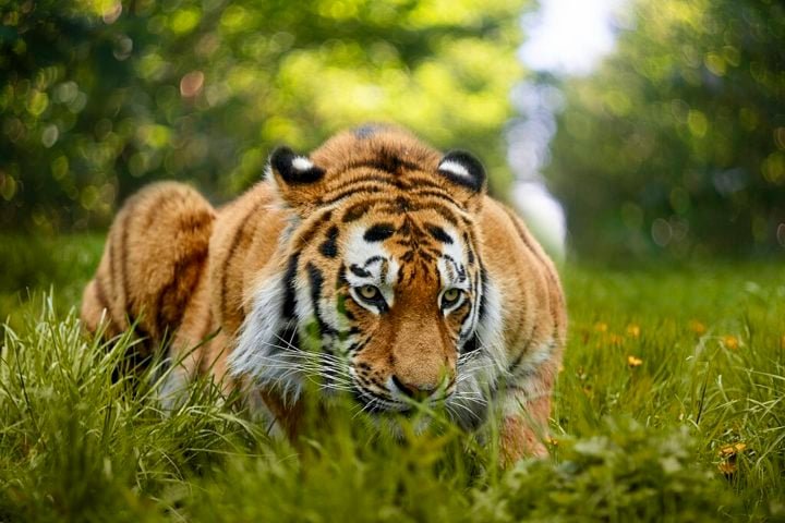 Caçadores solitários e territoriais, os tigres-siberianos são exímios caçadores de emboscada. Eles se alimentam principalmente de grandes herbívoros como cervos, alces e javalis, mas também caçam animais menores quando necessário.