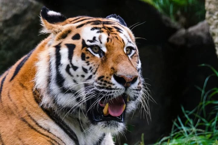 Para se adaptarem ao frio intenso, os tigres-siberianos desenvolveram uma pelagem densa e espessa, além de uma camada de gordura que os isola das temperaturas abaixo de zero.