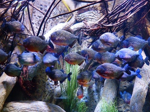 As piranhas podem atacar animais principalmente em situações de estresse, como durante a seca, quando os recursos alimentares são escassos e elas ficam confinadas em áreas menores de água.