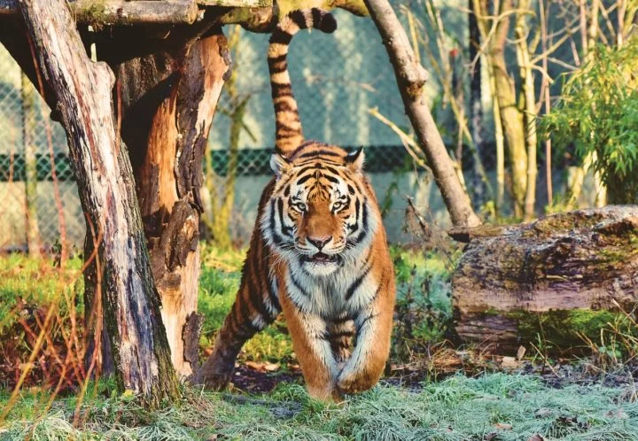 Os tigres-siberianos (Panthera tigris altaica), também conhecidos como tigres-de-amur, são a maior subespécie de tigres e um dos felinos mais imponentes do mundo.