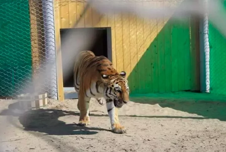 O processo começou a ser feito a partir de um casal de tigres-siberianos, que foi transferido do Santuário Anna Paulowna, nos Países Baixos, para a Reserva Natural Ile-Balkhash, no Cazaquistão.