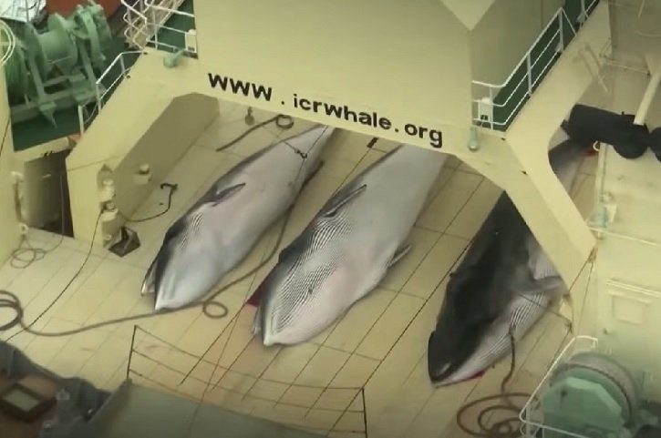 “Os novos planos de caça às baleias-fin são extremamente preocupantes. Elas são a segunda maior espécie do planeta. A caça causa imenso sofrimento devido ao tamanho desses animais, sem mencionar o tempo significativo entre o primeiro arpão e a morte