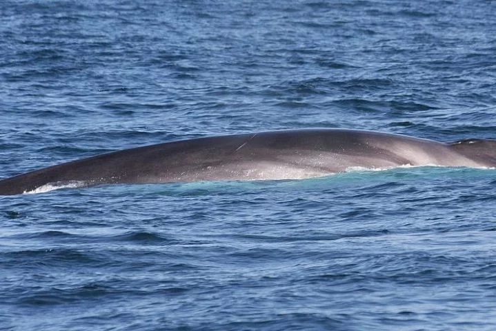 Em 2019, o país asiático deixou a Comissão Internacional de Baleia e voltou a permitir a caça comercial de baleias. Neste ano, a Agência de Pesca do Japão incluiu as baleias-comuns na lista de espécies com pesca autorizada. O governo japonês baseia a medida em pesquisas que apontaram a recuperação das populações da espécie no Pacífico Norte. 
