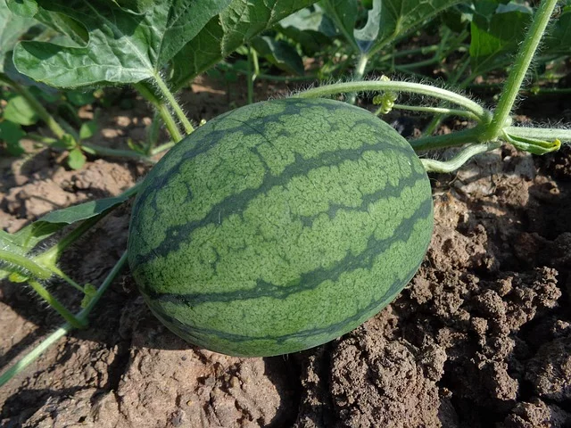 A Melancia (Citrullus lanatus) é uma planta da família Cucurbitaceae e também o nome do seu fruto. Trata-se de uma trepadeira rastejante originária da África.