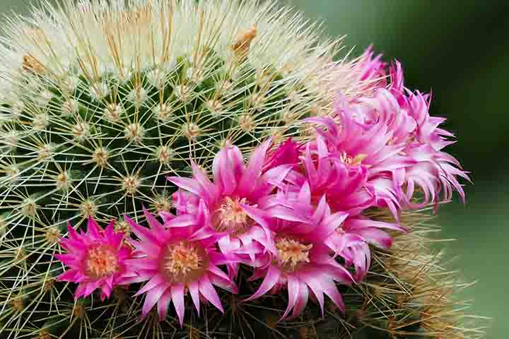 O Cacto Orbea, que é nativo da África do Sul, tem o ciclo de vida perene e é conhecido também como flor estrela ou cacto estrela-do-mar. Deve ser cuidado sob pleno sol ou meia sombra, em solo arenoso, drenado e enriquecido com matéria orgânica e irrigado abundantemente, mas não constantemente.