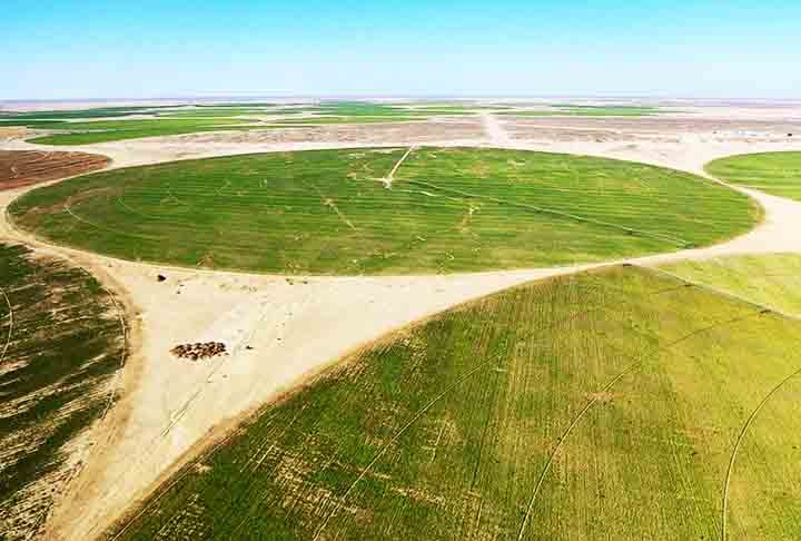 Batizado de Canal Sugar, o projeto tem como meta transformar 50 mil hectares de deserto no oeste da província de Minya, no sul egípcio, em plantações de beterraba para produção de açúcar branco.
