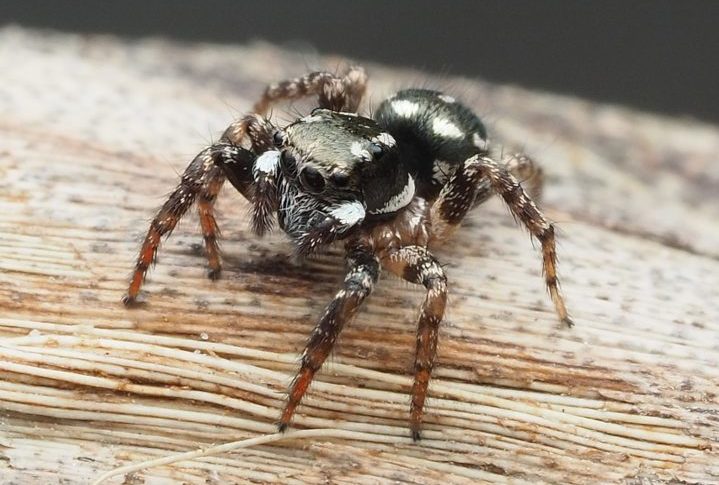 Anasaitis canosa:  Essas aranhas são conhecidas por sua habilidade de pular grandes distâncias para capturar presas. A Anasaitis canosa é conhecida por sua coloração vibrante, sendo muitas vezes verde brilhante com manchas e marcas que ajudam na camuflagem entre as folhas e plantas.