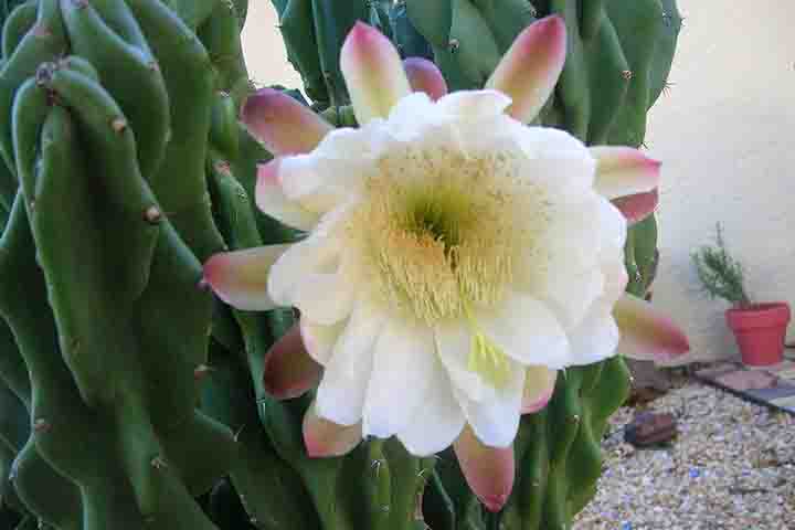 Com braços contorcidos e espinhos irregulares, o cacto monstro tem um visual único, sendo uma obra-prima da natureza. Ele pode florescer, embora não seja comum. As flores são brancas, com uma forma de funil e abrem-se à noite. Elas podem ser muito perfumadas, atraindo polinizadores noturnos.