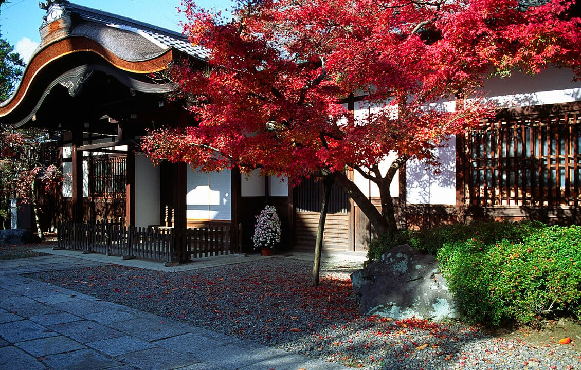 Acer palmatum ‘Atropurpureum’, conhecido como bordo japonês, tem sua origem no Japão. É amplamente cultivado em países como China, EUA e Canadá, preferindo regiões temperadas e áreas sombreadas. Suas folhas vermelhas intensas surgem na primavera, proporcionando um espetáculo visual durante essa estação