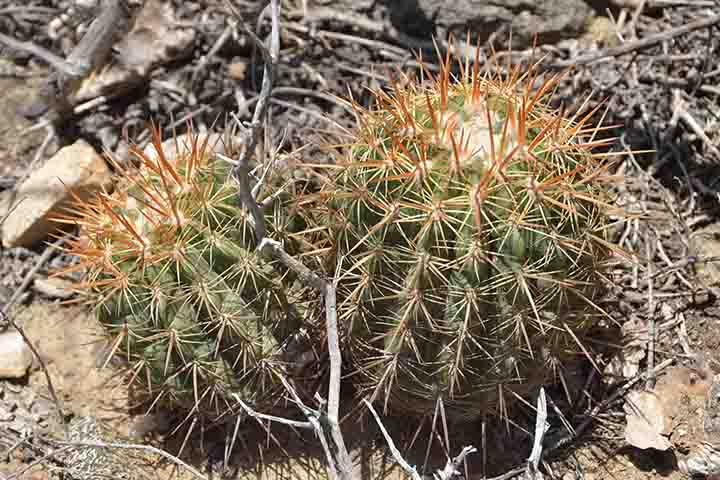 As espécies de Opuntia têm cerdas finas e farpadas chamadas glochids. Eles se desprendem facilmente e podem se soltar na caixa durante o transporte dessas plantas.