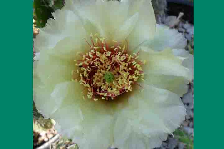 A Opuntia 'Crystal Tide': possuem flores quase brancas, que nascem desses cactos de baixo crescimento. Uma cor rara para a pera espinhosa. Delicadas pétalas brancas revelam estames vermelhos brilhantes e marcantes. 