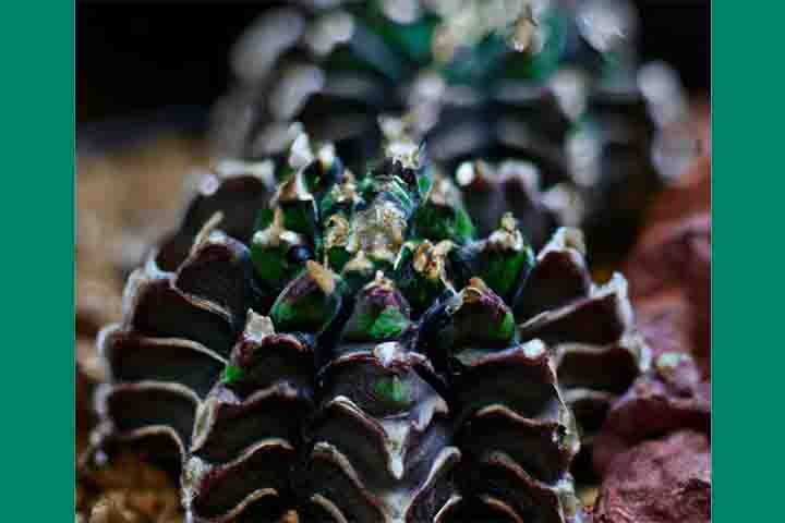 O cacto Gymnocalycium mihanovichii (coral) é uma espécie nativo da América do Sul, conhecido por sua aparência única e exótica. Ele pertence à família Cactaceae e é amplamente cultivado como planta ornamental devido às suas formas variadas e coloridas. 