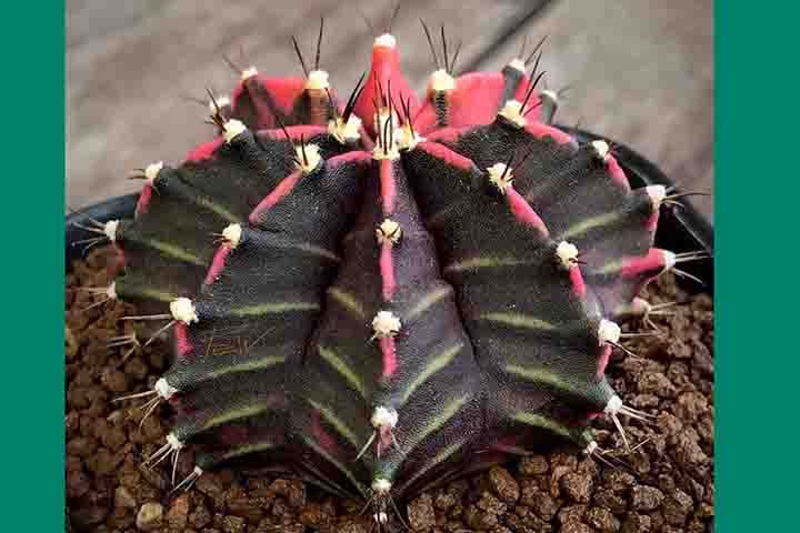 Cactaceae é uma família botânica de arbustos, árvores, ervas, lianas e subarbustos representada pelos cactos ou catos. Neste sentido, apresentam aproximadamente 142 gêneros e 1793 espécies aceitas.