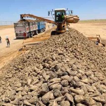 Projeto chinês instala plantações de beterraba em deserto do Egito -  Divulgação Xinhua