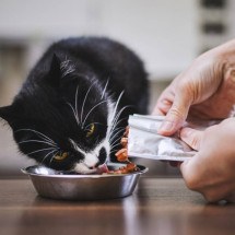 Alguns sabores são irresistíveis para os gatos (Imagem: Jaromir Chalabala | Shutterstock) -  (crédito: EdiCase)