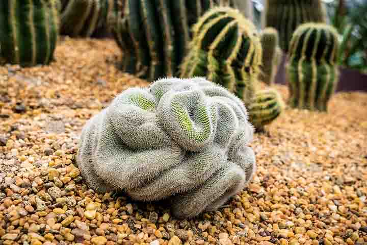 A grande maioria possui ciclo de vida perene e, dependendo da espécie, pode variar de 5 a 200 anos. Os cactos adultos podem ficar a pleno sol, porém na época da floração, deve-se evitar a exposição ao calor.