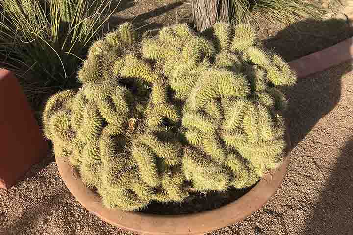 Mammillaria elongata ‘Cristata’, recebeu o apelido de cacto cérebro’ graças à mutação ou dano ao seu centro de crescimento. A forma com crista tem caules que crescem em um aglomerado retorcido. Algo bem semelhante a vermes ou ao cérebro humano.