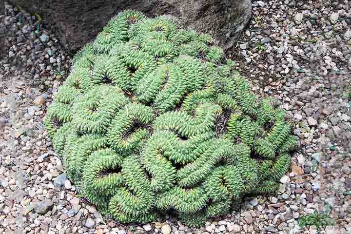 A espécie é conhecida por seus caules cilíndricos e longos (quando em sua condição genética normal) que crescem em tufos densos. As plantas maduras podem atingir até 30 cm de altura e 7,5 cm de diâmetro. As flores são pequenas e, geralmente, aparecem na primavera e são de cor branca ou amarela.