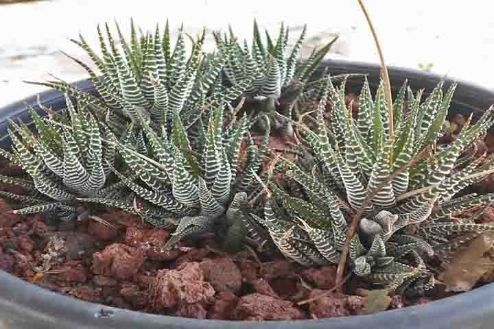 Os cactos são frequentemente usados como plantas ornamentais e alguns na agricultura. Plantas pouco usuais, adaptadas a ambientes extremamente quentes ou áridos, apresentando ampla variação anatômica e capacidade fisiológica de conservar água. 