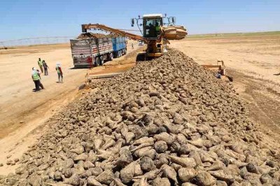 Um projeto com participação de uma empresa chinesa fez de uma área desértica do Egito um espaço de terras agrícolas. 
 -  (crédito:  Divulgação Xinhua)