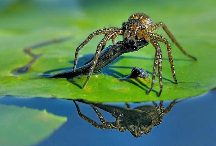 Aranha-de-água (Argyroneta aquatica): Essa espécie pode ser encontrada em lagos e rios da Europa, Ásia e América do Norte. A aranha-de-água é capaz de construir um casulo de seda na água, onde coloca seus ovos e vive.