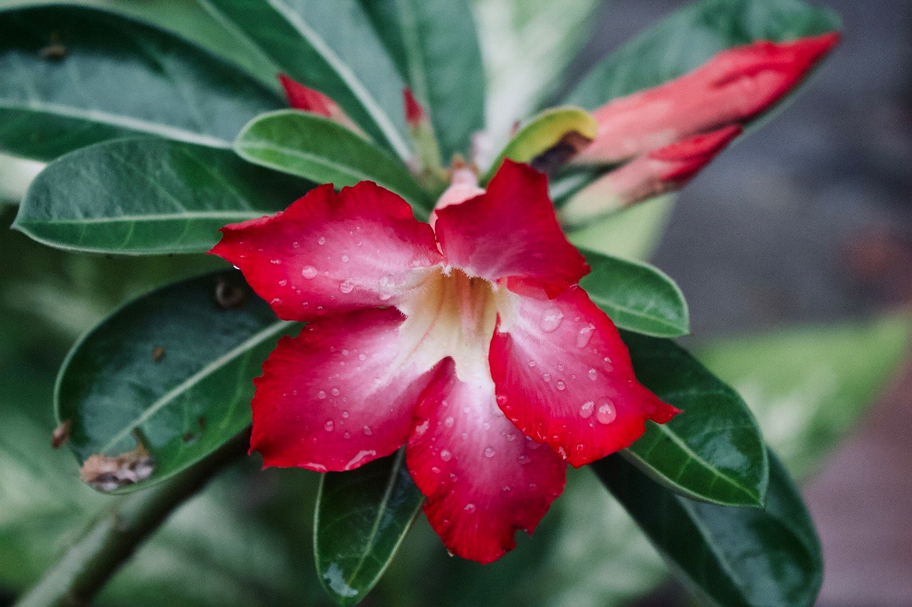 Adenium obesum, ou flor-do-deserto, tem origem na África, especialmente em países como Tanzânia e Quênia. Também é cultivada na Tailândia. Adaptada a regiões áridas, floresce no verão, exibindo pétalas vermelhas vibrantes que contrastam com seu caule espesso.
