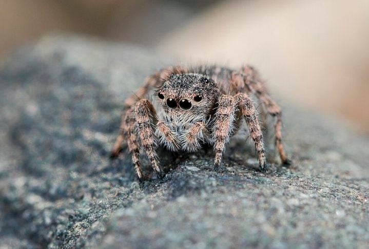 Aranha-saltadora-de-cara-de-macaco (Aelurillus spider monkey): Natural das florestas tropicais da Ásia, essa é uma aranha bem pequena (cerca de 5cm). Ah, seu nome? Bem, dizem que ela tem uma cara parecida com a de um macaco…