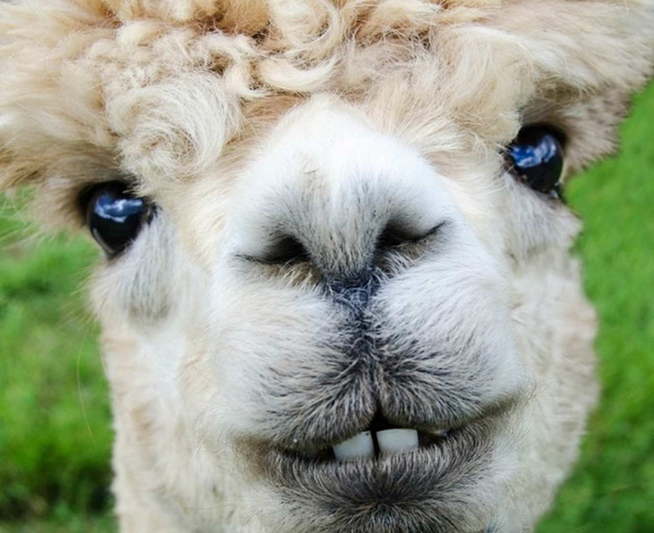 Alpaca - A Alpaca entra nesta lista pois são capazes de aprender e também de seguir a orientação dos humanos.