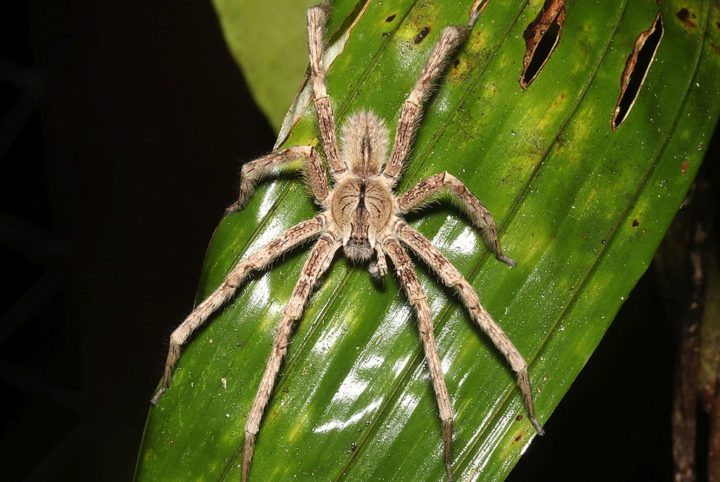 Aranhas costumam chamar atenção do público sempre que surge um fato novo, pois são animais temidos e ao mesmo tempo cheios de detalhes curiosos. 