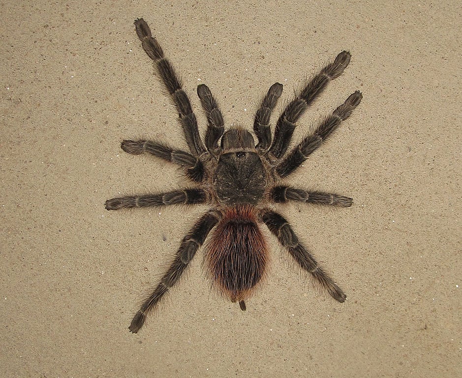 Essa aranha brasileira -  Vitalius wacketi -  habita o litoral do estado de São Paulo.  E a substância extraída eliminou células de leucemia em testes in vitro.