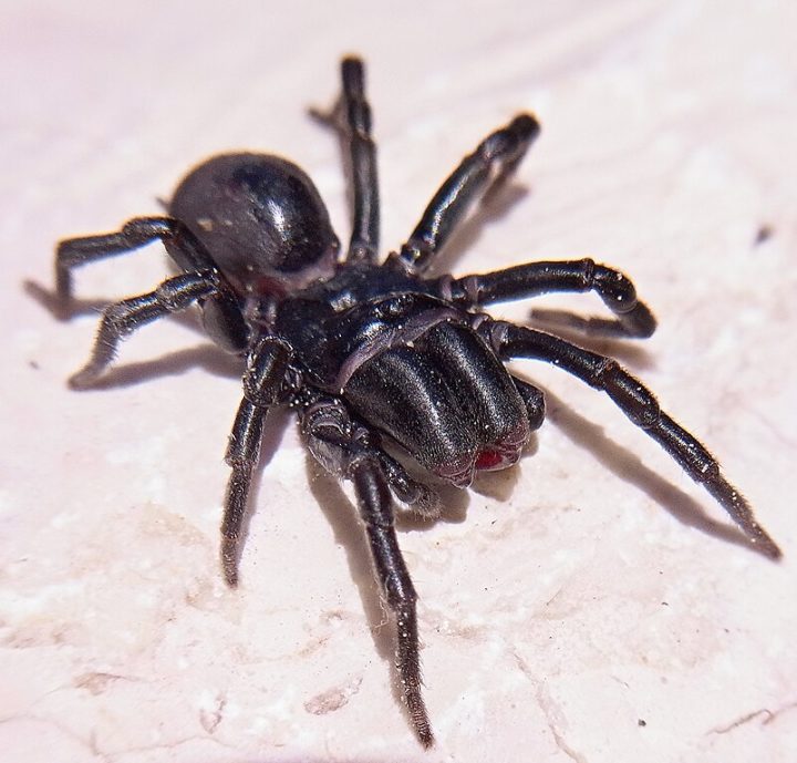 Aranhas-toureiro (Atypus affinis): Essas aranhas são encontradas principalmente em regiões da Europa, Ásia e América do Norte. Para surpreender suas presas, elas constroem tocas subterrâneas em solos macios, como areia ou solo argiloso. 