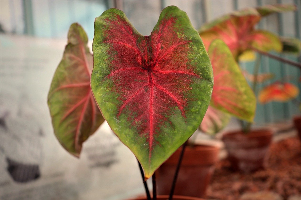 Caladium bicolor é uma planta originária da América Central e América do Sul, especialmente comum no Brasil, México e Costa Rica. Habita florestas tropicais úmidas e exibe suas folhas coloridas no verão, com tons de vermelho que destacam sua beleza exótica.
