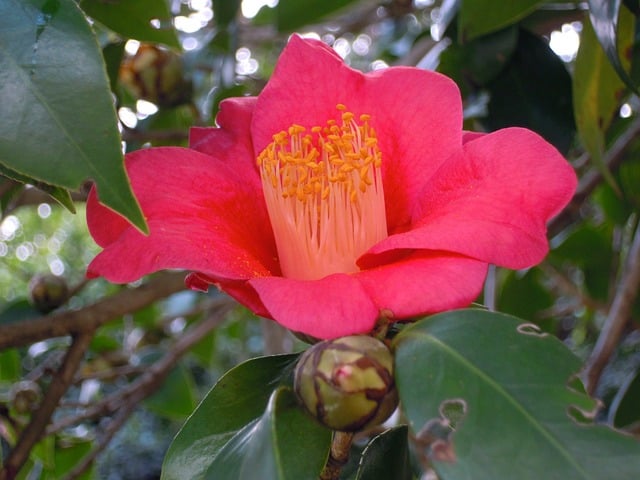 Camellia japonica, ou camélia vermelha, tem origem no Japão e na China. Muito apreciada em países como Portugal e EUA, cresce em jardins e locais sombreados. Suas flores, grandes e vistosas, desabrocham no inverno e na primavera, trazendo cor ao frio.
