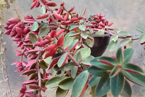 Peperomia caperata â??Red Rippleâ??, a peperÃŽmia vermelha, Ã© originÃ¡ria da AmÃ©rica do Sul, especialmente Brasil e ColÃŽmbia. Ela prefere ambientes tropicais sombreados e floresce no verÃ£o, com folhas vermelhas que sÃ£o sua principal atraÃ§Ã£o.
