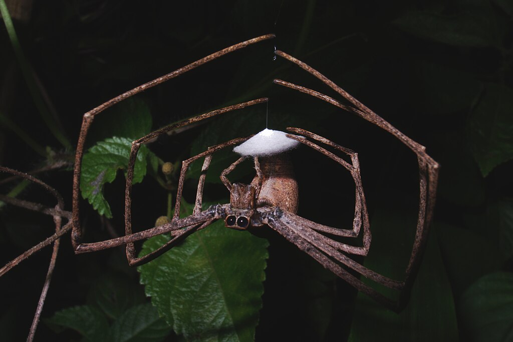 Aranha-com-cara-de-ogro (Deinopis spp.): Essas aranhas são conhecidas por suas pernas longas e finas, seus olhos grandes e sua habilidade única de caça. Elas constroem uma teia em forma de Y horizontal entre arbustos ou grama, e ficam de cabeça para baixo no meio dessa estrutura, aguardando as presas. 