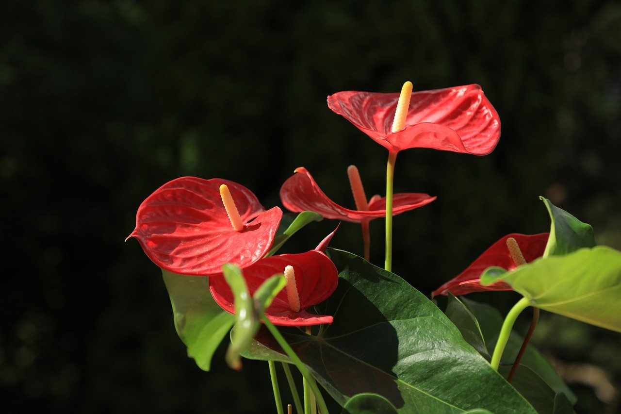 Anthurium andraeanum, conhecido como antúrio vermelho, é nativo da Colômbia e do Equador. Esta planta é muito cultivada em jardins e interiores no Brasil, EUA e Colômbia. Suas flores duram o ano inteiro, com brácteas vermelhas que envolvem uma inflorescência discreta.
