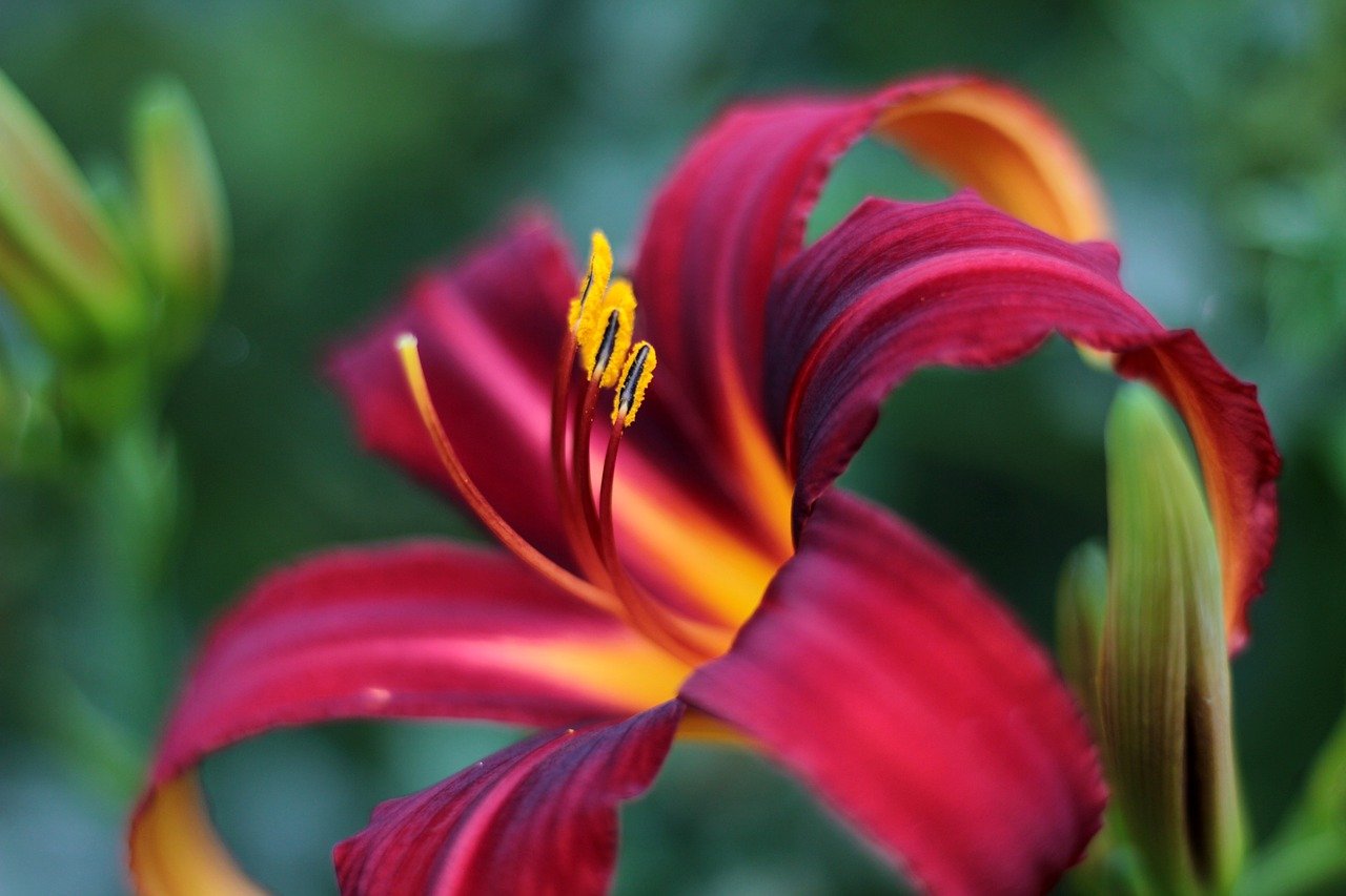 Hemerocallis spp., conhecida como hemerocallis vermelha, tem origem na Ásia, particularmente na China e Japão. Cultivada em jardins ao redor do mundo, incluindo Brasil e EUA, suas flores efêmeras desabrocham no verão, oferecendo uma beleza intensa e passageira.
