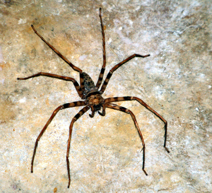 Aranha-caçadora-gigante (Heteropoda maxima): É a maior aranha do mundo, com uma envergadura de pernas de até 30 centímetros. Ela é encontrada no Laos, e é uma aranha tímida e solitária que não costuma ser agressiva com os humanos.