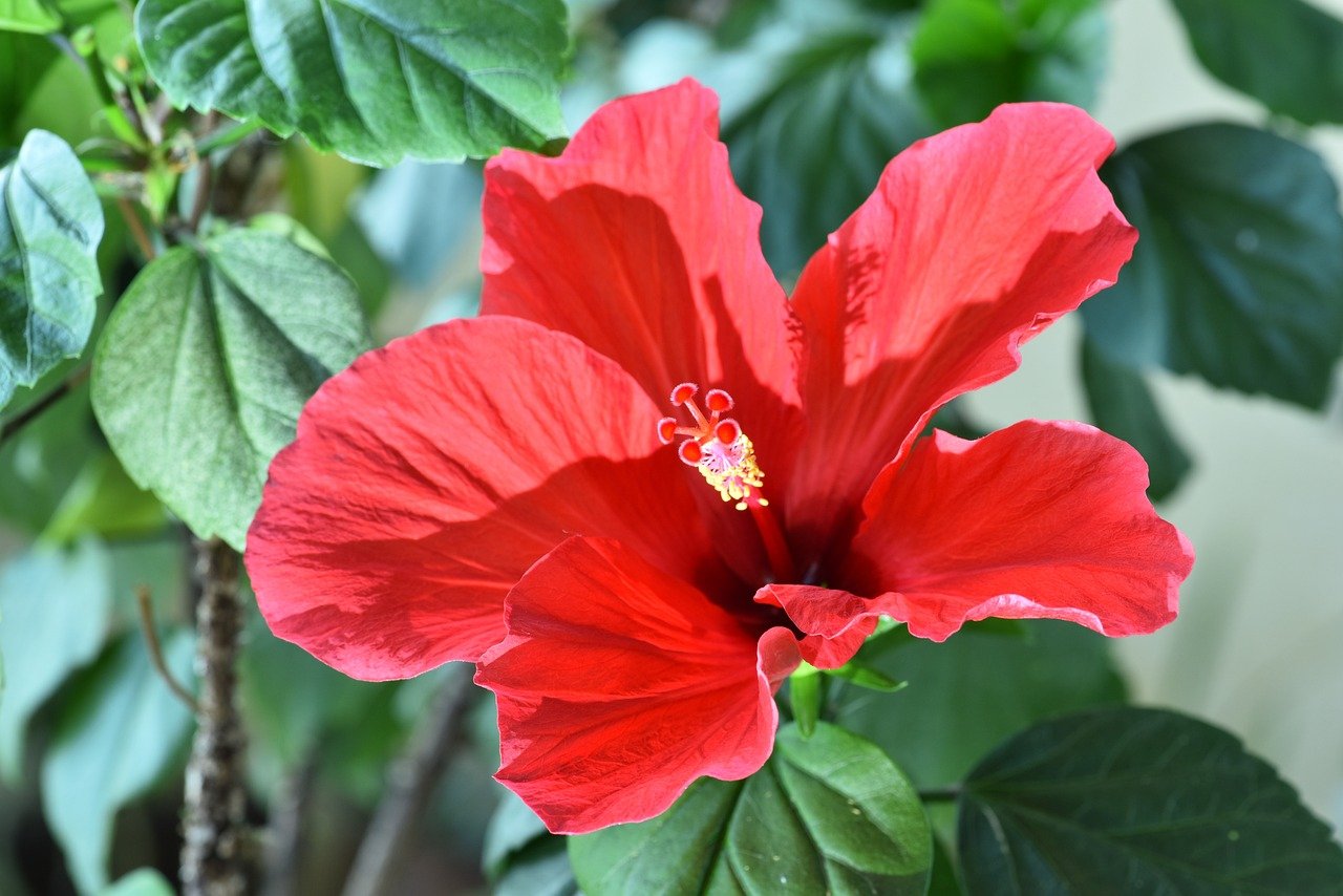 Rosa chinesa (Hibiscus rosa-sinensis) é uma planta originária da Ásia tropical, encontrada principalmente na China, Índia, Indonésia e Brasil. Ela se adapta bem a jardins em áreas de clima quente e úmido. Suas flores exuberantes desabrocham durante o verão e início do outono, atraindo polinizadores e decorando paisagens com sua vibrante cor vermelha.