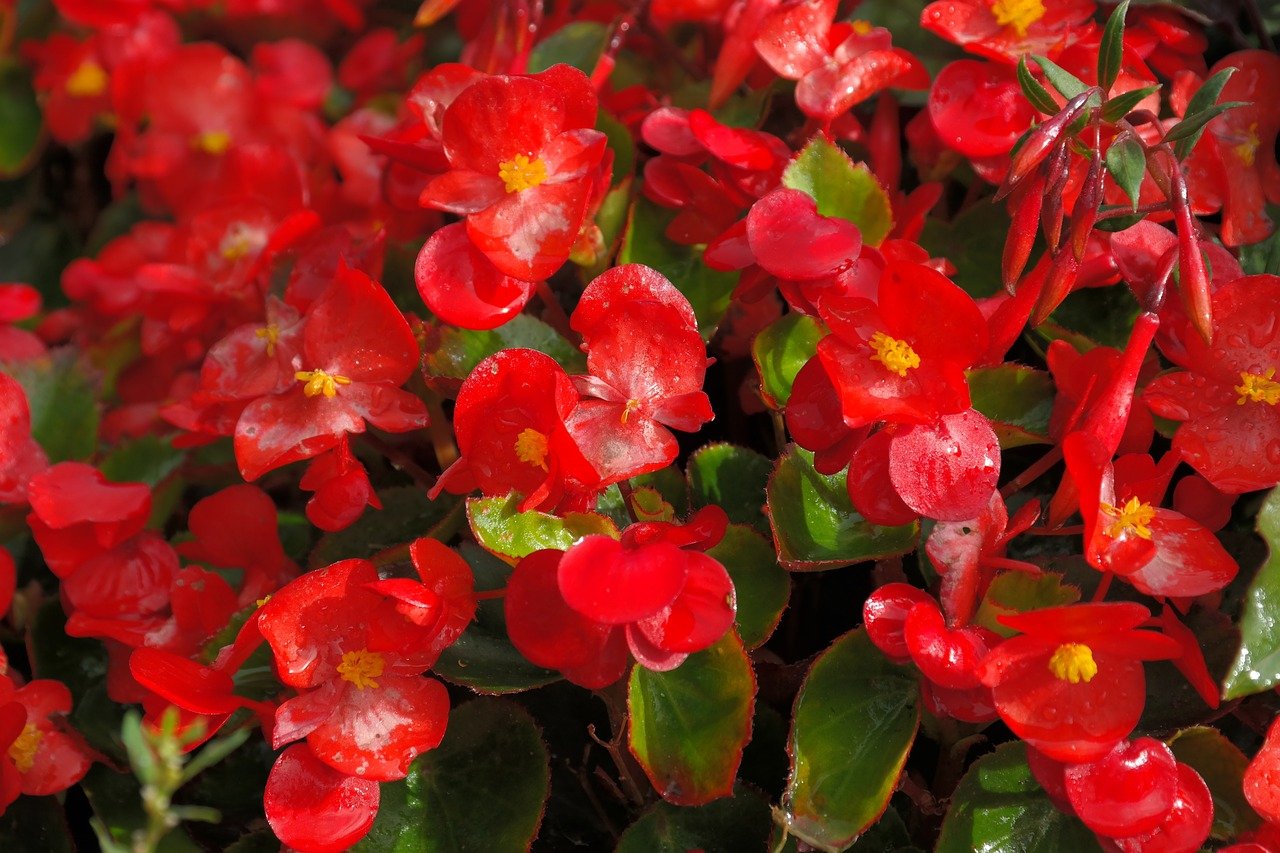 Begonia × semperflorens-cultorum, a begônia vermelha, tem origem no Brasil, mas é amplamente cultivada nos EUA e Europa. Adaptada a jardins e vasos, pode florescer o ano todo, apresentando flores delicadas e coloridas.
