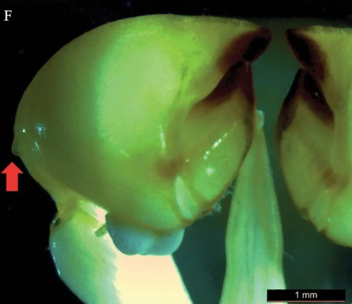 A criatura misteriosa e fascinante tem um corpo de cerca de 1 centímetro de comprimento e pernas que chegam a quase 3 centímetros. Um estudo científico publicado por Mahon na revista “ZooKeys” destaca o quanto é urgente  preservar os diferentes tipos de vida nesses lugares isolados.