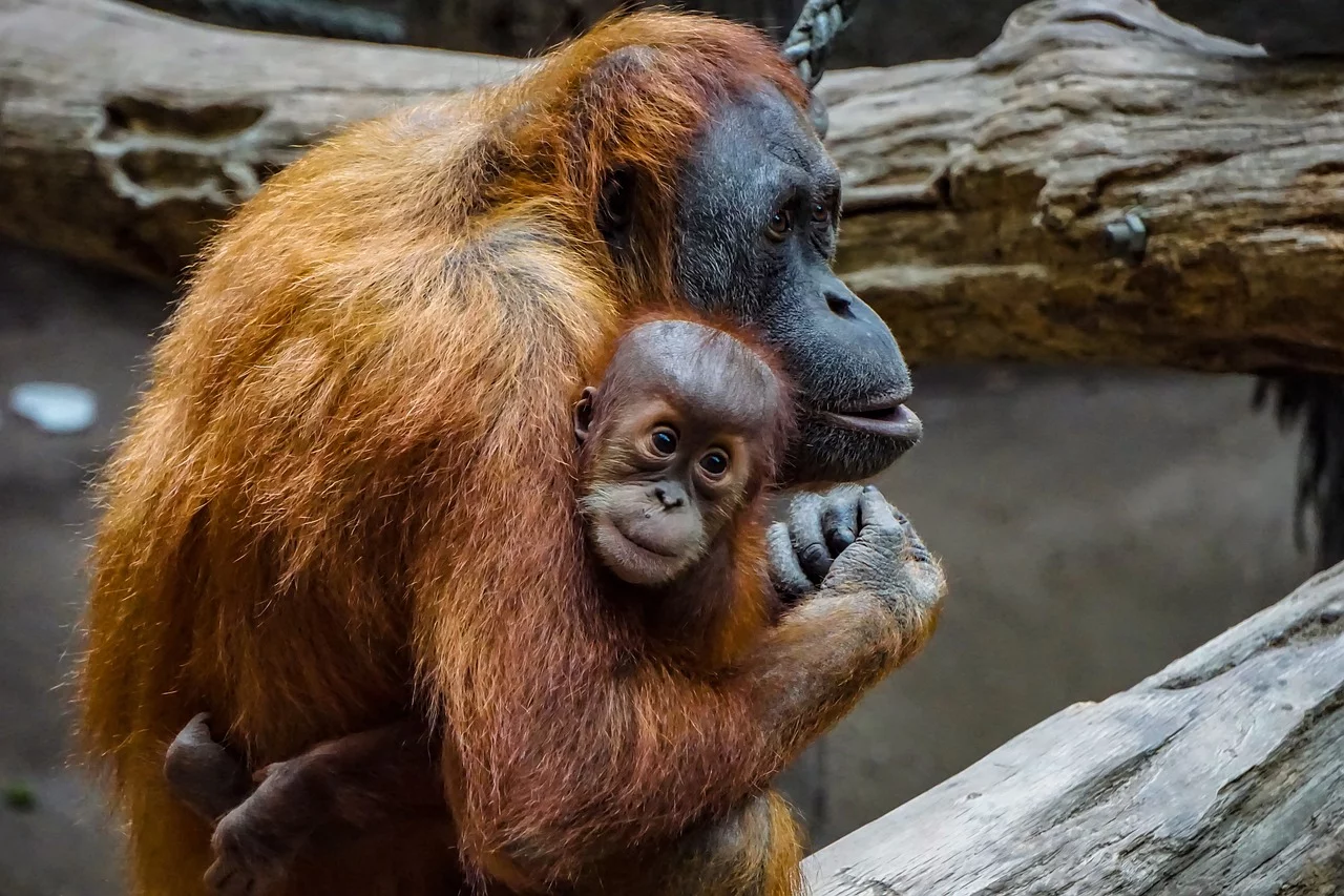 Assim como as outras duas espécies de orangotango, o Pongo pygmaeus costuma ver seus indivíduos solitários – a não ser pelas mães, acompanhadas de seus filhotes. Sua dieta consiste em 60% de frutas, com outros alimentos incluindo folhas, sementes, cascas de árvores, insetos e ovos.