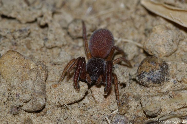 Aranha-escorpião (Palpimanus gibbulus): Essas aranhas são conhecidas por suas características distintivas, como a forma de sua carapaça e suas pernas dianteiras alongadas. Geralmente são encontradas em regiões tropicais e subtropicais, especialmente na América do Sul, África e Ásia.