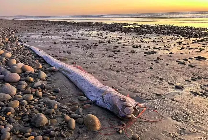 Califórnia registra terceiro avistamento de "peixe do juízo final" em 2024 - Divulgação/Scripps Institution of Oceanography