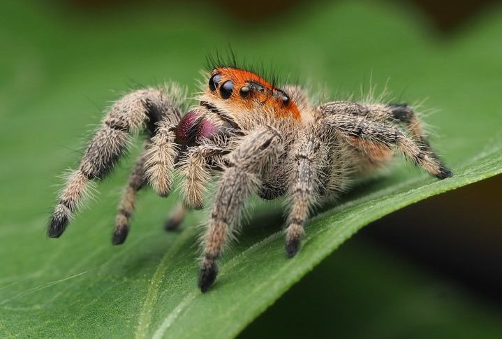 Aranha-saltadora-da-floresta (Phidippus regius): Essa é uma aranha pequena, mas muito colorida, que vive em várias florestas tropicais pelo mundo. Essa espécie consegue saltar distâncias de até 50 vezes o seu próprio comprimento!