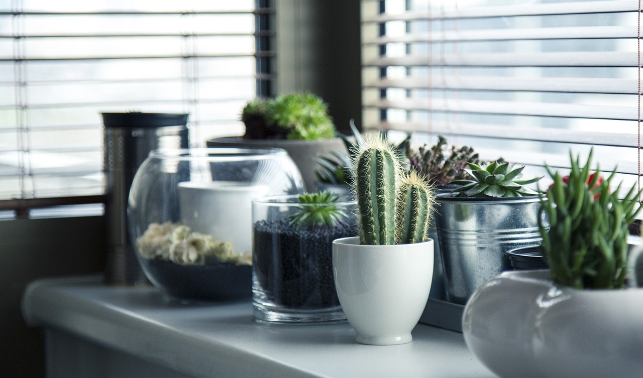 Como os cactos possuem diversos tamanhos, é fácil encaixá-los na decoração de qualquer ambiente. Seja em vasinhos, na mesa de centro da sala, no criado-mudo do quarto ou em jardins e numa varanda.