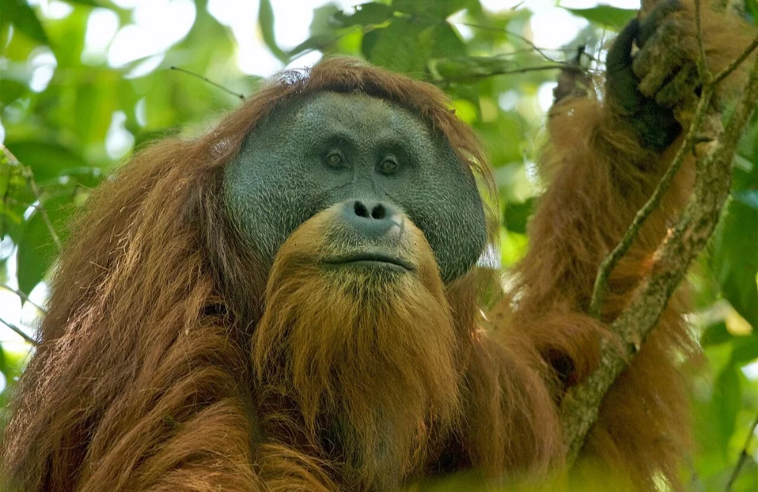 O Orangotango-de-tapanuli (Pongo tapanuliensis) é da ilha de Sumatra, na região chamada Batang Toru, na Indonésia. Infelizmente, menos de 800 espécimes restaram ali, restritos às florestas tropicais fragmentadas dessa região.