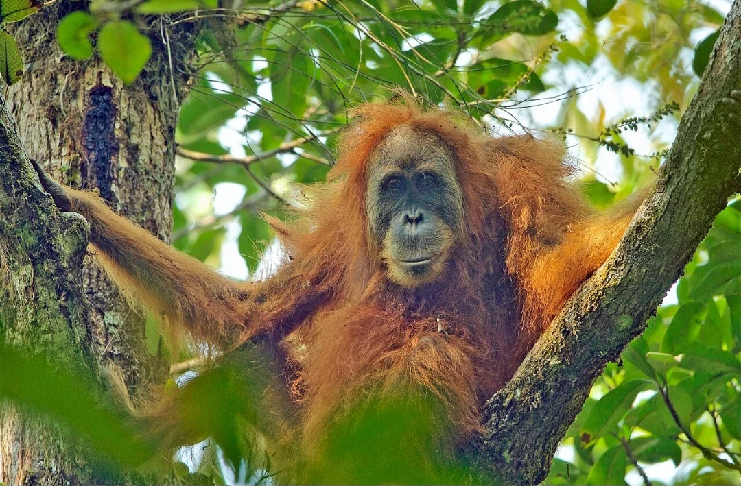 Podendo pesar entre 40 e 90 quilos, o Pongo tapanuliensis alcança uma estatura de 1,1 e 1,37 metro quando em pé. Eles são identificados como tendo cabeças menores e faces mais achatadas em comparação com as outras duas espécies de orangotangos.