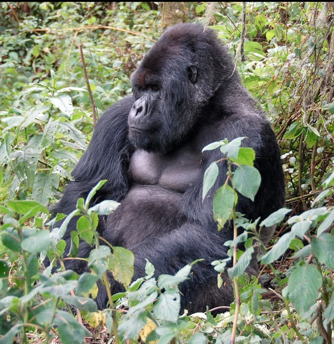 Os Gorilas-da-montanha (Gorilla beringei beringei) vivem em florestas no alto das montanhas, em altitudes entre 2,4 mil e 4 mil metros. Eles têm pelagem mais grossa em comparação com outros grandes primatas. Isso ajuda a sobreviver em um habitat onde as temperaturas frequentemente caem abaixo de zero.